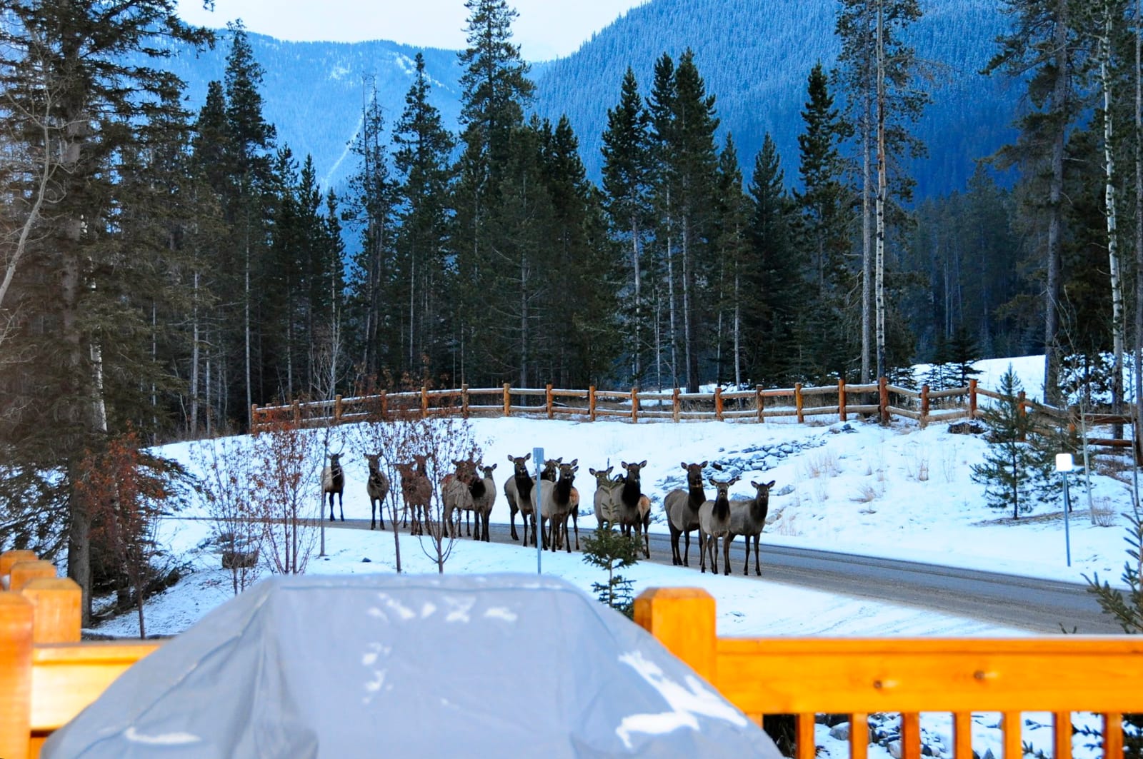 A group of elk walking along a snowy street next to houses