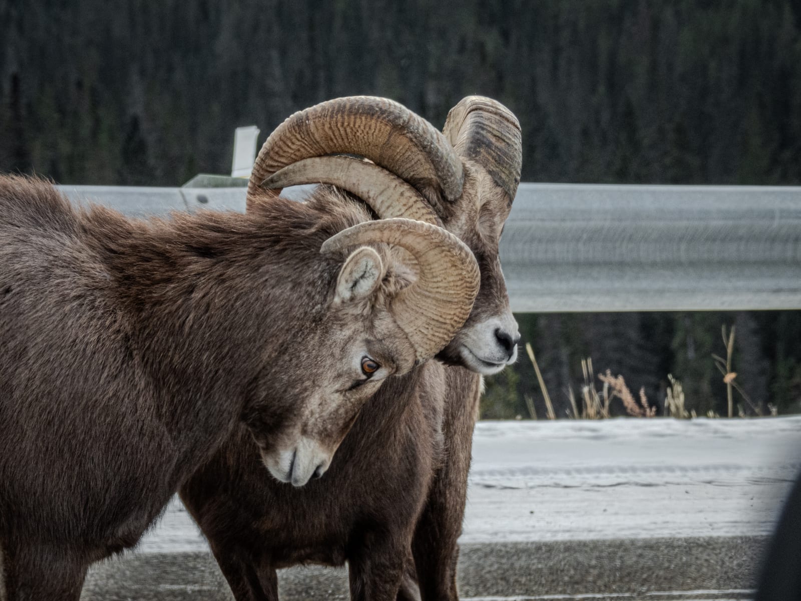 Two bighorn rams next to a road guardrail