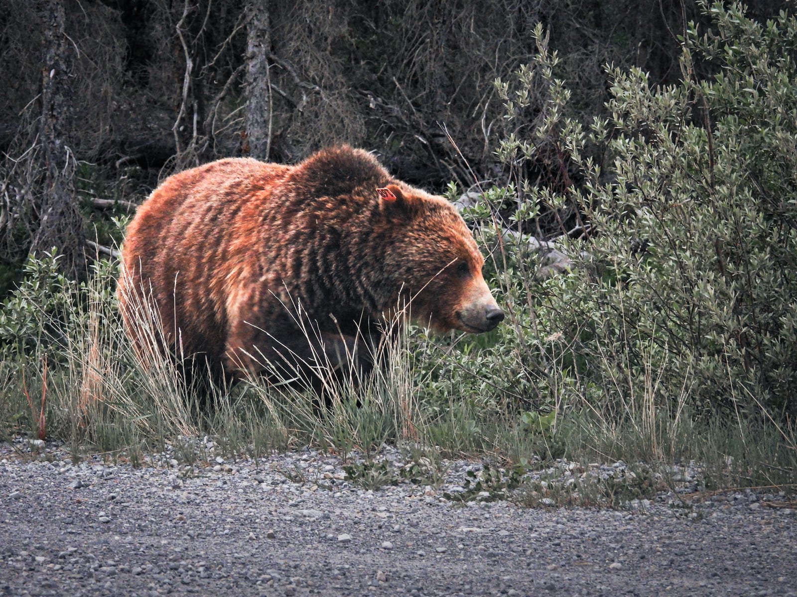 Grizzly bear walking through shrubs at the edge of a gravel road