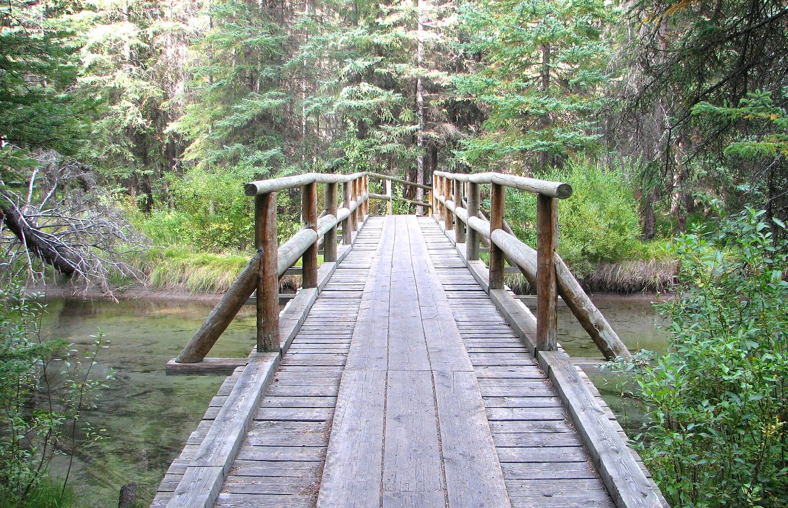 Wooden bridge over a creek on the Fenland Trail, among spruce trees