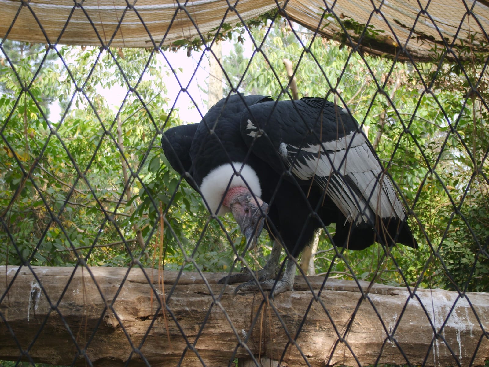 Buin Zoo (Bioparque Buinzoo) (4/4)