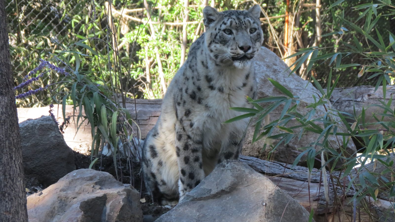 Buin Zoo (Bioparque Buinzoo) (3/4)