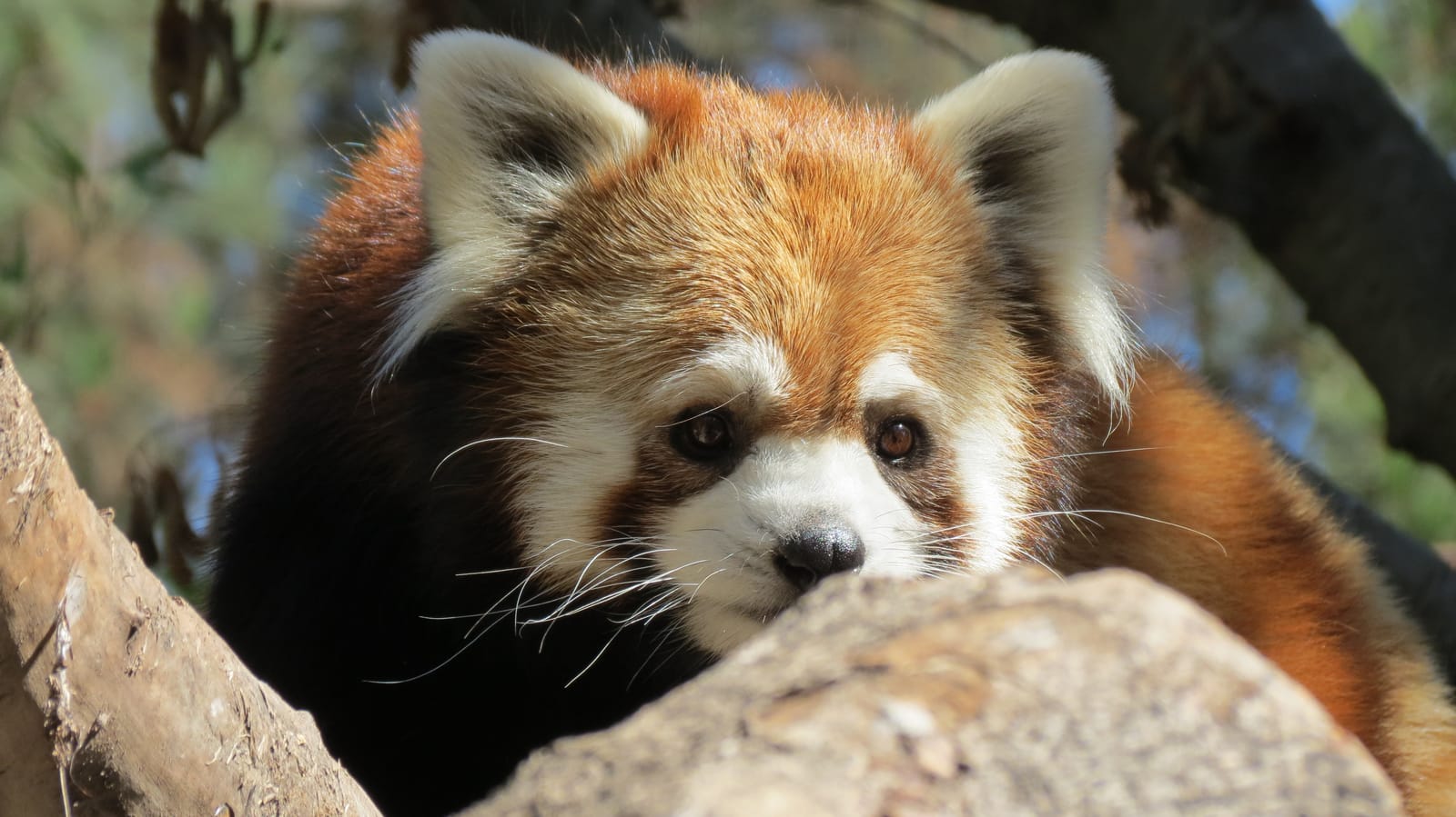 Buin Zoo (Bioparque Buinzoo) (2/4)