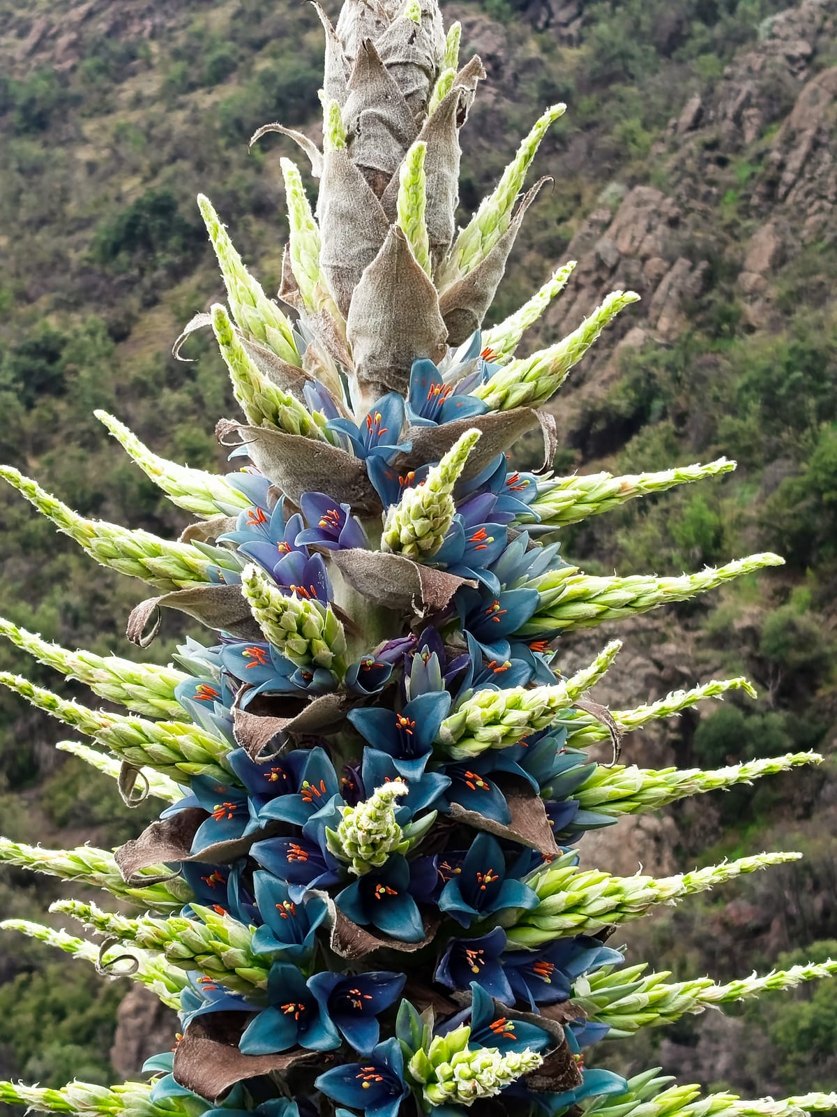 Cantalao: Torres (2/2)