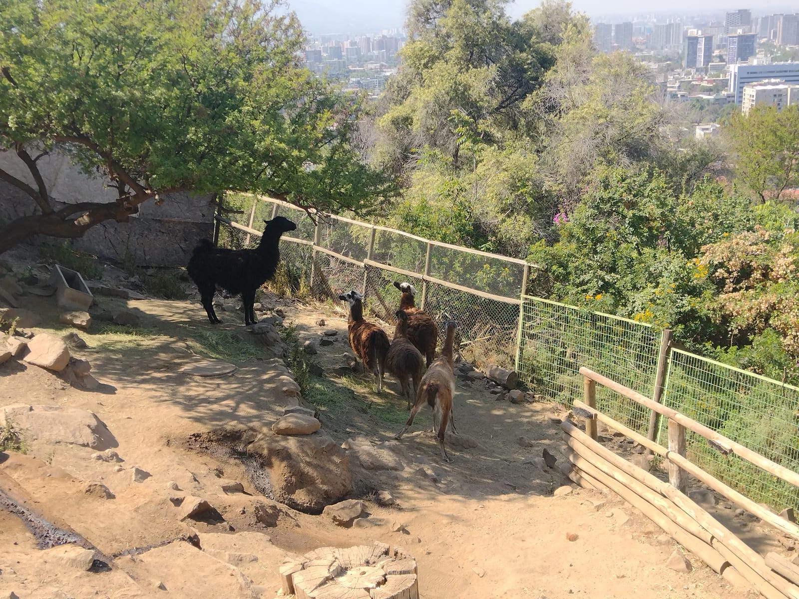 Zoológico Nacional (Parquemet) (4/4)